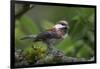 USA, Washington. Chestnut-Backed Chickadee with Grub to Feed Chicks-Gary Luhm-Framed Photographic Print