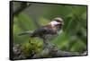 USA, Washington. Chestnut-Backed Chickadee with Grub to Feed Chicks-Gary Luhm-Framed Stretched Canvas