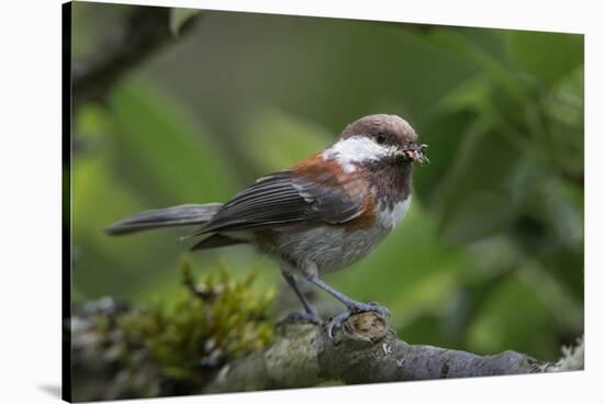 USA, Washington. Chestnut-Backed Chickadee with Grub to Feed Chicks-Gary Luhm-Stretched Canvas