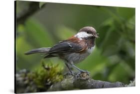 USA, Washington. Chestnut-Backed Chickadee with Grub to Feed Chicks-Gary Luhm-Stretched Canvas