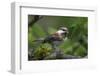 USA, Washington. Chestnut-Backed Chickadee with Grub to Feed Chicks-Gary Luhm-Framed Photographic Print