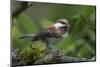 USA, Washington. Chestnut-Backed Chickadee with Grub to Feed Chicks-Gary Luhm-Mounted Photographic Print