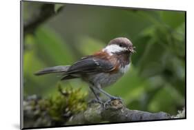 USA, Washington. Chestnut-Backed Chickadee with Grub to Feed Chicks-Gary Luhm-Mounted Photographic Print