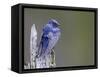 USA, Washington. Close-Up of a Male Purple Martin on a Perch-Gary Luhm-Framed Stretched Canvas