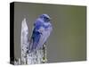 USA, Washington. Close-Up of a Male Purple Martin on a Perch-Gary Luhm-Stretched Canvas