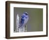 USA, Washington. Close-Up of a Male Purple Martin on a Perch-Gary Luhm-Framed Photographic Print