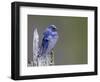 USA, Washington. Close-Up of a Male Purple Martin on a Perch-Gary Luhm-Framed Photographic Print