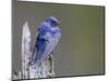 USA, Washington. Close-Up of a Male Purple Martin on a Perch-Gary Luhm-Mounted Photographic Print