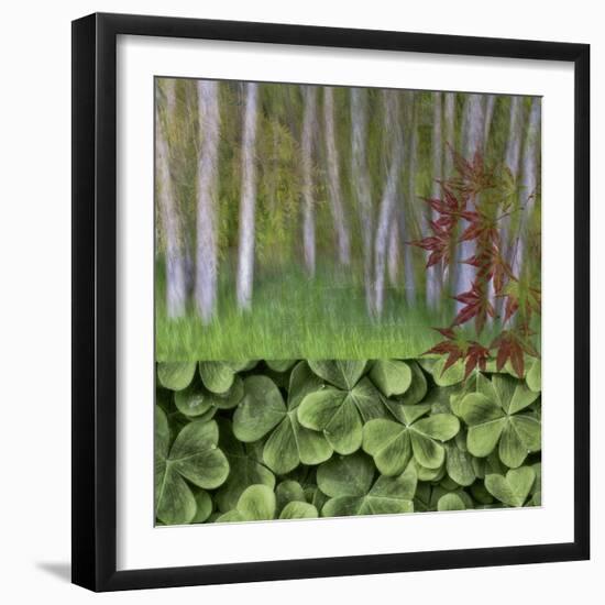 USA, Washington. Collage of Alder Trees and Oxalis-Jaynes Gallery-Framed Photographic Print