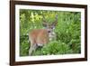 USA, Washington. Columbia Black-Tailed Deer Feeds on Sitka Valerian-Gary Luhm-Framed Photographic Print