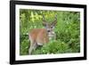 USA, Washington. Columbia Black-Tailed Deer Feeds on Sitka Valerian-Gary Luhm-Framed Photographic Print