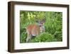 USA, Washington. Columbia Black-Tailed Deer Feeds on Sitka Valerian-Gary Luhm-Framed Photographic Print