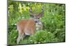 USA, Washington. Columbia Black-Tailed Deer Feeds on Sitka Valerian-Gary Luhm-Mounted Photographic Print