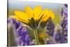 USA, Washington, Columbia George, Arrowleaf Balsam Root and Lupine-Terry Eggers-Stretched Canvas