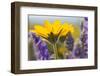 USA, Washington, Columbia George, Arrowleaf Balsam Root and Lupine-Terry Eggers-Framed Photographic Print