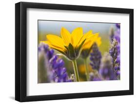 USA, Washington, Columbia George, Arrowleaf Balsam Root and Lupine-Terry Eggers-Framed Photographic Print