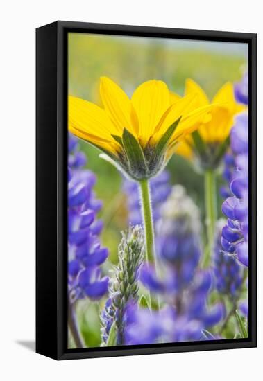 USA, Washington, Columbia Gorge, Arrowleaf Balsam Root and Lupine-Terry Eggers-Framed Stretched Canvas