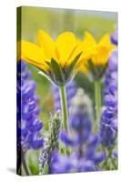 USA, Washington, Columbia Gorge, Arrowleaf Balsam Root and Lupine-Terry Eggers-Stretched Canvas