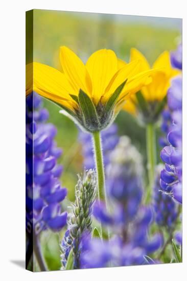 USA, Washington, Columbia Gorge, Arrowleaf Balsam Root and Lupine-Terry Eggers-Stretched Canvas