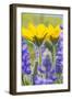 USA, Washington, Columbia Gorge, Arrowleaf Balsam Root and Lupine-Terry Eggers-Framed Photographic Print