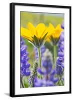 USA, Washington, Columbia Gorge, Arrowleaf Balsam Root and Lupine-Terry Eggers-Framed Photographic Print