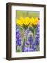 USA, Washington, Columbia Gorge, Arrowleaf Balsam Root and Lupine-Terry Eggers-Framed Photographic Print