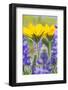 USA, Washington, Columbia Gorge, Arrowleaf Balsam Root and Lupine-Terry Eggers-Framed Photographic Print