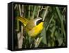 USA, Washington. Common Yellowthroat Perched-Gary Luhm-Framed Stretched Canvas