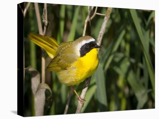 USA, Washington. Common Yellowthroat Perched-Gary Luhm-Stretched Canvas