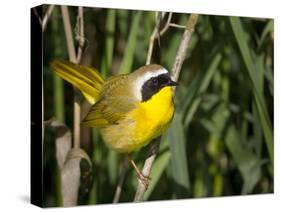 USA, Washington. Common Yellowthroat Perched-Gary Luhm-Stretched Canvas