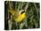 USA, Washington. Common Yellowthroat Perched-Gary Luhm-Stretched Canvas