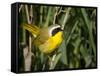 USA, Washington. Common Yellowthroat Perched-Gary Luhm-Framed Stretched Canvas