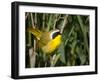 USA, Washington. Common Yellowthroat Perched-Gary Luhm-Framed Premium Photographic Print