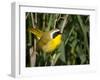 USA, Washington. Common Yellowthroat Perched-Gary Luhm-Framed Premium Photographic Print