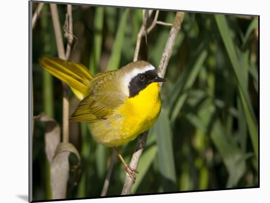 USA, Washington. Common Yellowthroat Perched-Gary Luhm-Mounted Premium Photographic Print