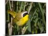 USA, Washington. Common Yellowthroat Perched-Gary Luhm-Mounted Premium Photographic Print