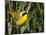 USA, Washington. Common Yellowthroat Perched-Gary Luhm-Mounted Premium Photographic Print