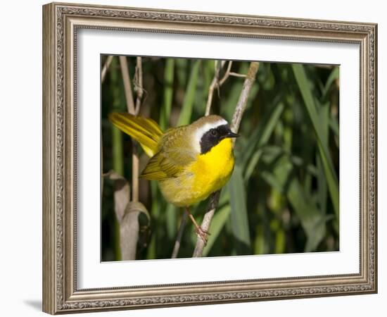 USA, Washington. Common Yellowthroat Perched-Gary Luhm-Framed Photographic Print