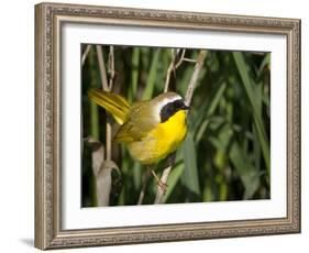 USA, Washington. Common Yellowthroat Perched-Gary Luhm-Framed Photographic Print