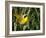 USA, Washington. Common Yellowthroat Perched-Gary Luhm-Framed Photographic Print