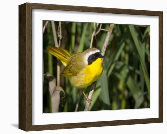 USA, Washington. Common Yellowthroat Perched-Gary Luhm-Framed Photographic Print