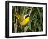 USA, Washington. Common Yellowthroat Perched-Gary Luhm-Framed Photographic Print