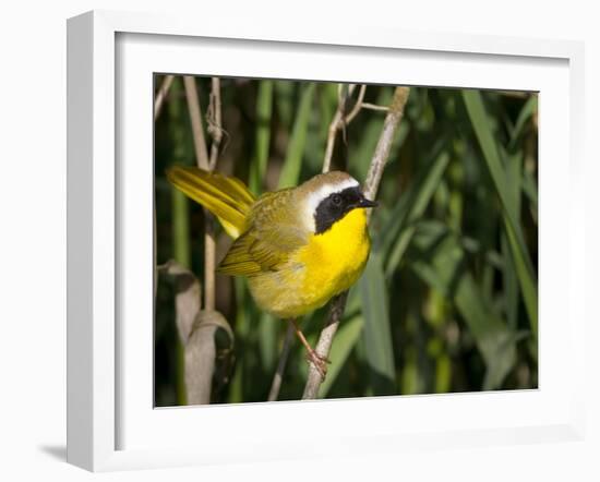 USA, Washington. Common Yellowthroat Perched-Gary Luhm-Framed Photographic Print