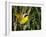 USA, Washington. Common Yellowthroat Perched-Gary Luhm-Framed Photographic Print