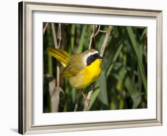 USA, Washington. Common Yellowthroat Perched-Gary Luhm-Framed Photographic Print