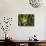 USA, Washington. Common Yellowthroat Perched-Gary Luhm-Photographic Print displayed on a wall
