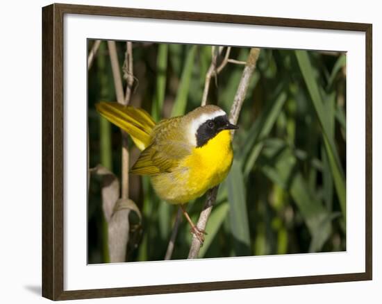 USA, Washington. Common Yellowthroat Perched-Gary Luhm-Framed Photographic Print