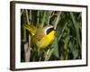 USA, Washington. Common Yellowthroat Perched-Gary Luhm-Framed Photographic Print