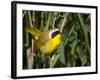 USA, Washington. Common Yellowthroat Perched-Gary Luhm-Framed Photographic Print