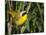 USA, Washington. Common Yellowthroat Perched-Gary Luhm-Mounted Photographic Print